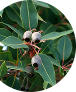 cheprofumo_eucalipto